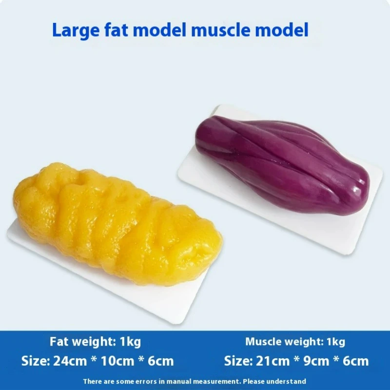 İnsan Kası ve Yağ Replikaları  - Fitness With Nutrition incelemesi ve fiyatı