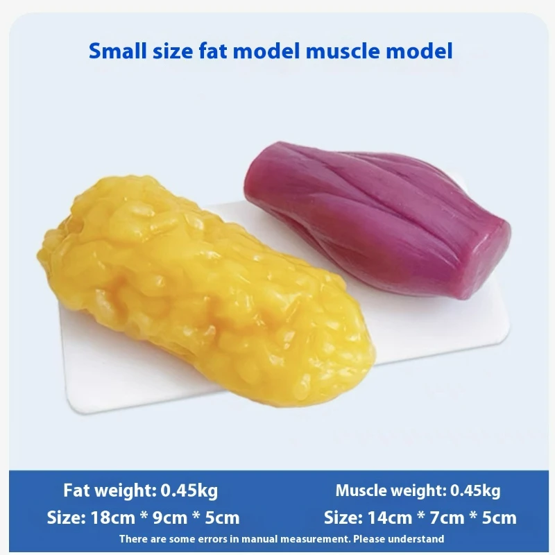 İnsan Kası ve Yağ Replikaları  - Fitness With Nutrition incelemesi ve fiyatı